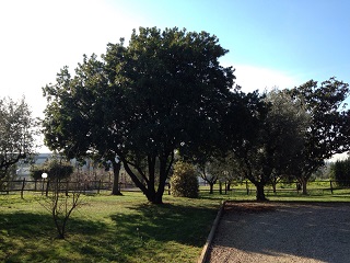 panorama con alberi